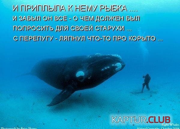 6586.jpg | Рено Каптур Клуб Россия | Форум KAPTUR.SU