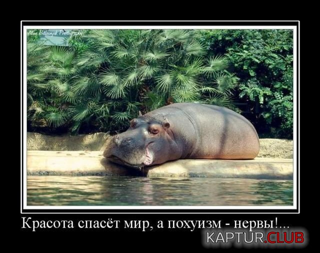 67bbe87154c9b00fc8db6fe8c45.jpg | Рено Каптур Клуб Россия | Форум KAPTUR.SU