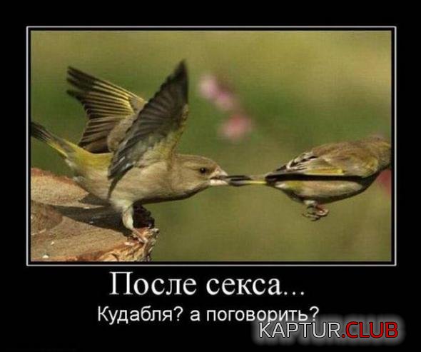 69855331678b5110309ffc03b5c_prev.jpg | Рено Каптур Клуб Россия | Форум KAPTUR.SU