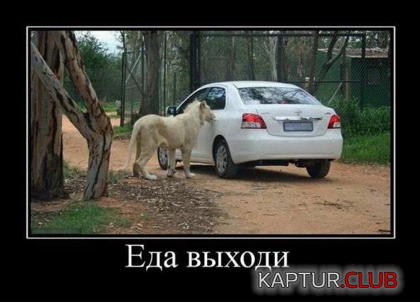 69e222681feef46542155472b36_prev.jpg | Рено Каптур Клуб Россия | Форум KAPTUR.SU