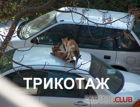 69e54478622444ce76ee1675b2a_prev.jpg | Рено Каптур Клуб Россия | Форум KAPTUR.SU