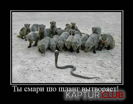 6c13730b243a0d5ebc1e2adcac2.jpg | Рено Каптур Клуб Россия | Форум KAPTUR.SU