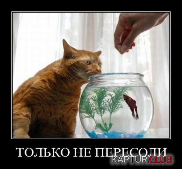 6c5e33631fa198f8fb8c5851632_prev.jpg | Рено Каптур Клуб Россия | Форум KAPTUR.SU