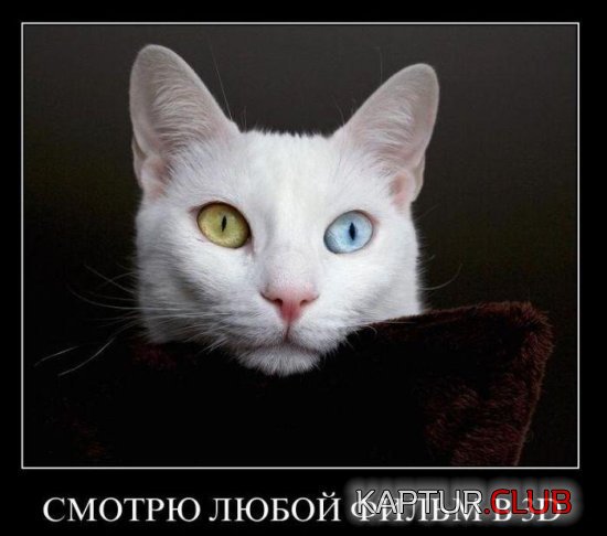 6c6147c8945707104137e8a18a4.jpg | Рено Каптур Клуб Россия | Форум KAPTUR.SU