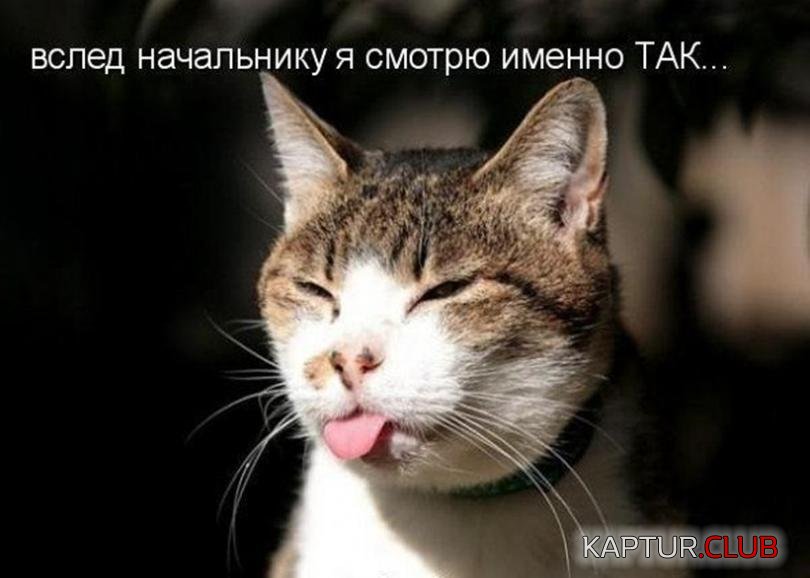 6d6ba0d812a0e98b95ab60238ec_prev.jpg | Рено Каптур Клуб Россия | Форум KAPTUR.SU