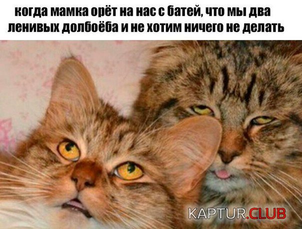 6d9e5b8a08e6481c12b99230bcd.jpg | Рено Каптур Клуб Россия | Форум KAPTUR.SU