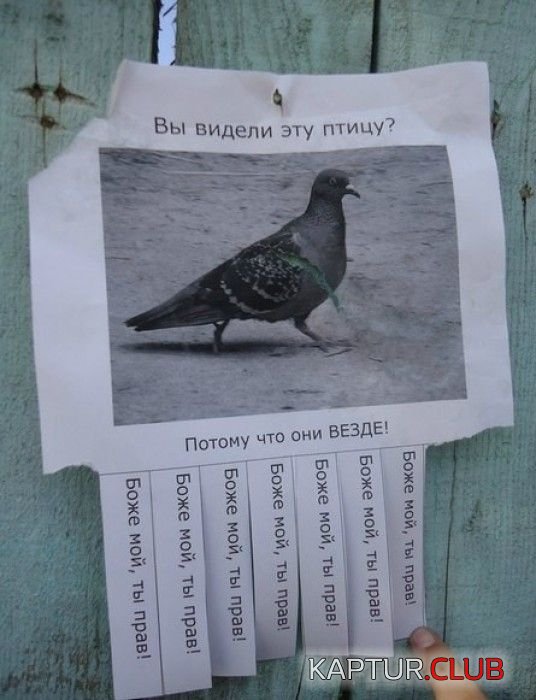 6df4ba35f0d02425493436176cf.jpg | Рено Каптур Клуб Россия | Форум KAPTUR.SU
