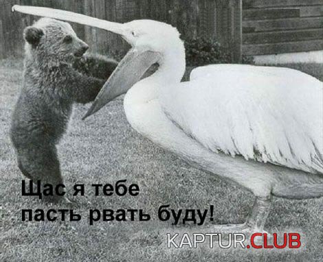 6e69bcdee1d74756bc5ba2cab75d93ee_full.jpg | Рено Каптур Клуб Россия | Форум KAPTUR.SU