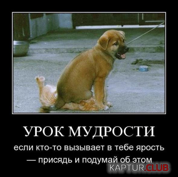 6ee5696b3f30fb44261db5a4048_prev.jpg | Рено Каптур Клуб Россия | Форум KAPTUR.SU