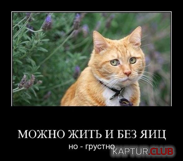 6fb3b62399e09edc41b18a3ead4_prev.jpg | Рено Каптур Клуб Россия | Форум KAPTUR.SU