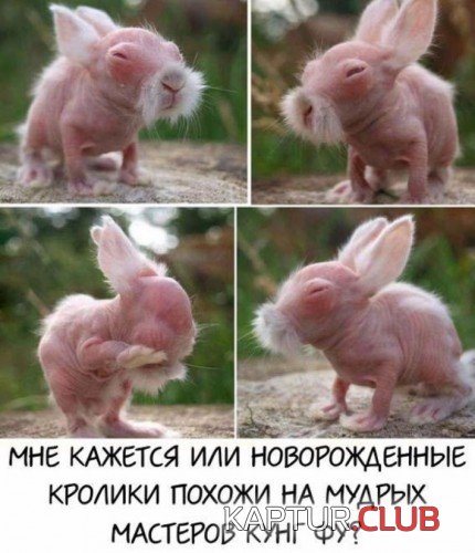 70214684.f.500.500.0.jpg | Рено Каптур Клуб Россия | Форум KAPTUR.SU