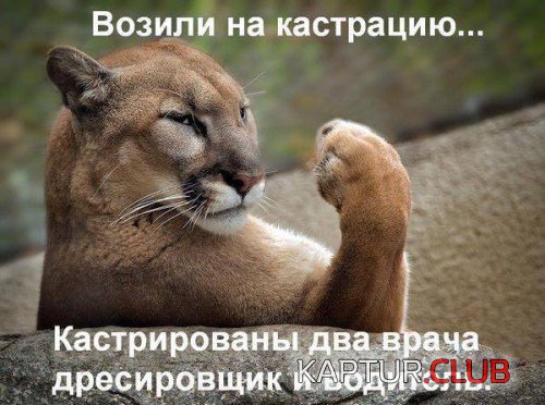 70245273.f.500.500.0.jpg | Рено Каптур Клуб Россия | Форум KAPTUR.SU