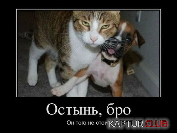 70424f77c6f4e3f3c59d50e689a_prev.jpg | Рено Каптур Клуб Россия | Форум KAPTUR.SU
