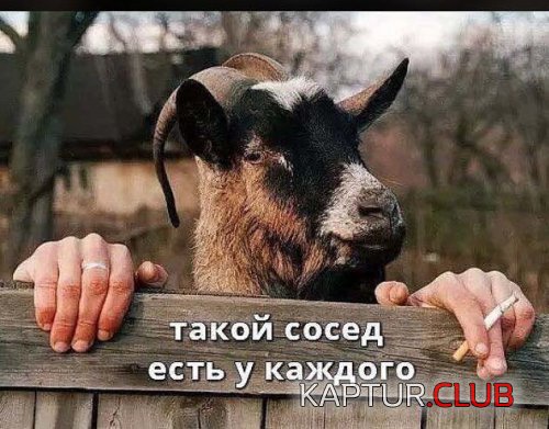71064455.f.500.500.0.jpg | Рено Каптур Клуб Россия | Форум KAPTUR.SU
