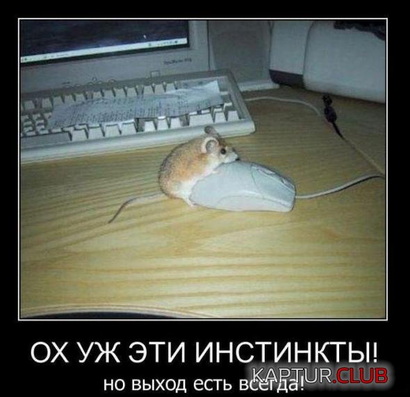 710bac4a440ba7ad28962d2d8a3_prev.jpg | Рено Каптур Клуб Россия | Форум KAPTUR.SU