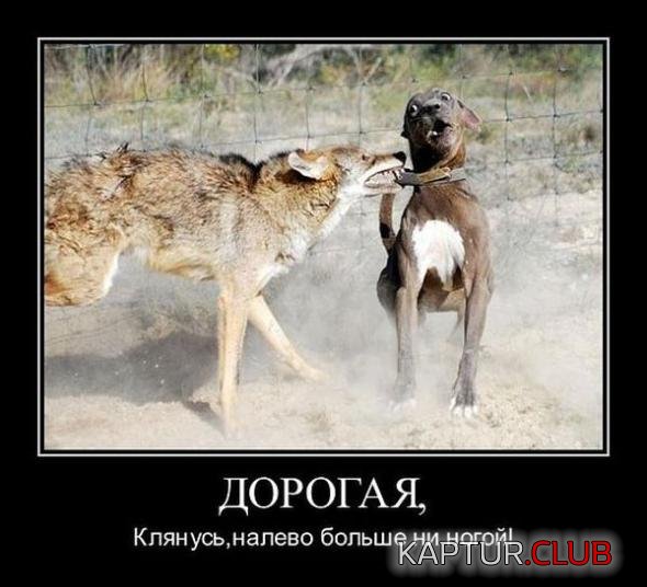 71e4b8e5a98cd27c5a8aee9432f_prev.jpg | Рено Каптур Клуб Россия | Форум KAPTUR.SU