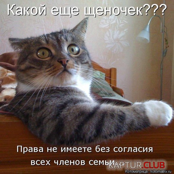 726e16232fe9ed14e3020edea7176f66.jpg | Рено Каптур Клуб Россия | Форум KAPTUR.SU