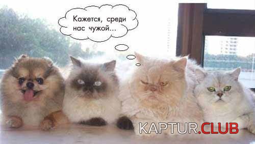 729359cd77694826a0c5f02cf2aa07bf_full.jpg | Рено Каптур Клуб Россия | Форум KAPTUR.SU