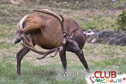 729533d82ad0799212f42c792e6.jpg | Рено Каптур Клуб Россия | Форум KAPTUR.SU