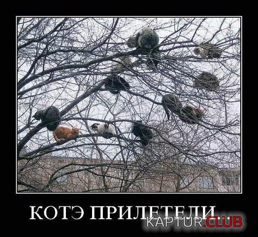 73cdf89586346ff257f9b43a6f0.jpg | Рено Каптур Клуб Россия | Форум KAPTUR.SU