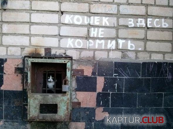 74a71a61ef8218f15ab527bf2a2_prev.jpg | Рено Каптур Клуб Россия | Форум KAPTUR.SU
