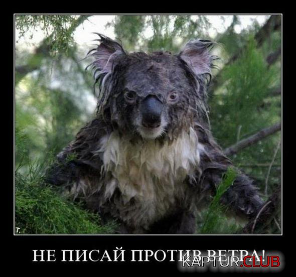 75765381904ff9a2080b2299001_prev.jpg | Рено Каптур Клуб Россия | Форум KAPTUR.SU