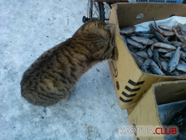 75bb94bfb4de958adae65b26935.jpg | Рено Каптур Клуб Россия | Форум KAPTUR.SU