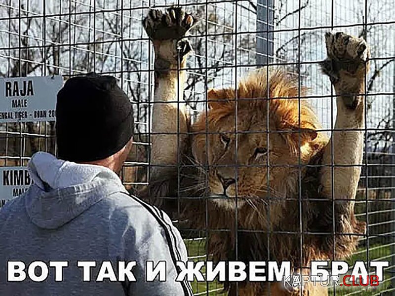 75bc5071860224a2ac6b9c62d02.jpg | Рено Каптур Клуб Россия | Форум KAPTUR.SU