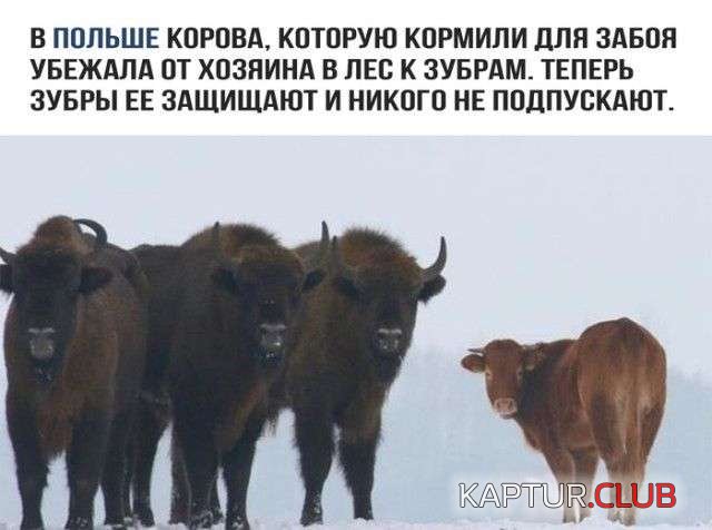 75c257c0d155baef24653123670.jpg | Рено Каптур Клуб Россия | Форум KAPTUR.SU