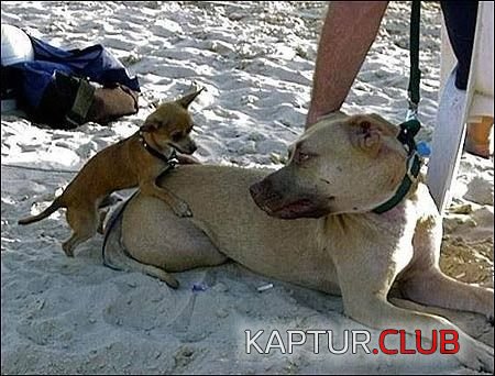 76aee4ae1817b8e882a472098262168c_full.jpg | Рено Каптур Клуб Россия | Форум KAPTUR.SU