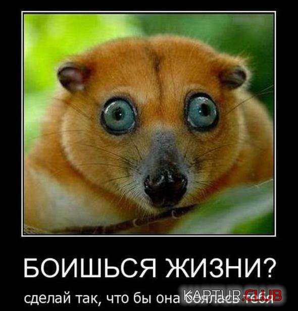 777ad6185a35e0838a9693390a3_prev.jpg | Рено Каптур Клуб Россия | Форум KAPTUR.SU