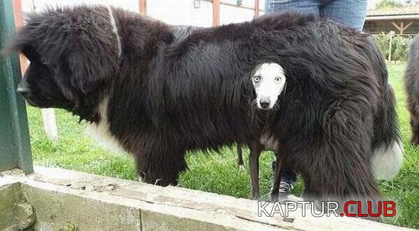 7bc92a9bcfe934d93d48bbe725b_prev.jpg | Рено Каптур Клуб Россия | Форум KAPTUR.SU