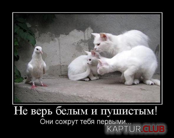 7e5a75bdeff8cc72f579be84827_prev.jpg | Рено Каптур Клуб Россия | Форум KAPTUR.SU