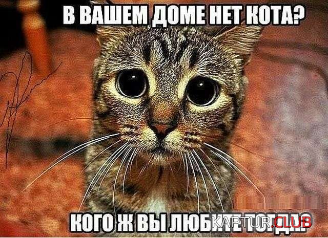 7fb82d33bb9c7932b2cc1afd83c.jpg | Рено Каптур Клуб Россия | Форум KAPTUR.SU