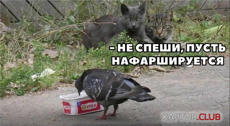 7ffea3174b306b68de3e2606cbc.jpg | Рено Каптур Клуб Россия | Форум KAPTUR.SU