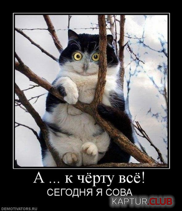 82a49a7abdb8e9993dadd0994f3_prev.jpg | Рено Каптур Клуб Россия | Форум KAPTUR.SU