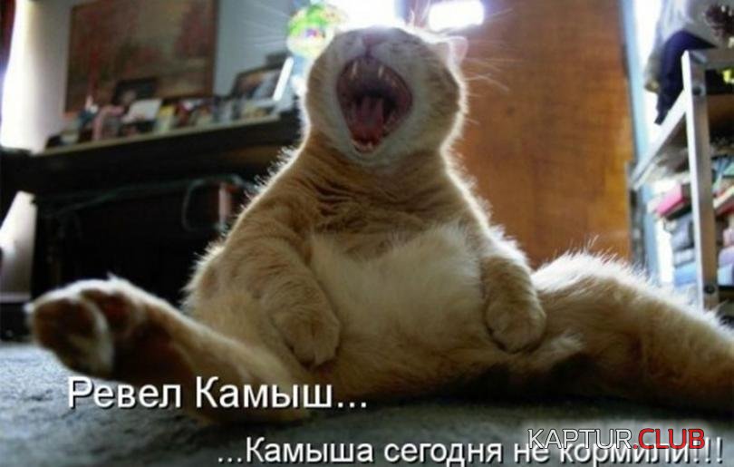 8305d2be4da589c333b682c28cc_prev.jpg | Рено Каптур Клуб Россия | Форум KAPTUR.SU