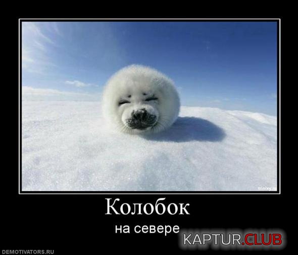 83541eb7c871e9a410e658b259a_prev.jpg | Рено Каптур Клуб Россия | Форум KAPTUR.SU