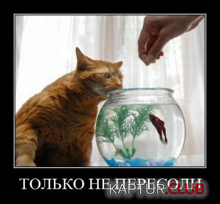 8396d053e2abfae85bd8c6ef46b.jpg | Рено Каптур Клуб Россия | Форум KAPTUR.SU