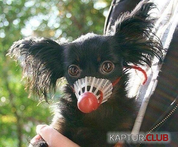 841195591b1d67d04e54fa317a2_prev.jpg | Рено Каптур Клуб Россия | Форум KAPTUR.SU