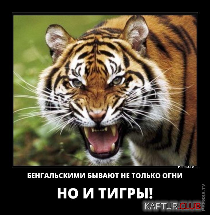85806353351e779b8e6a81b36a6.jpg | Рено Каптур Клуб Россия | Форум KAPTUR.SU