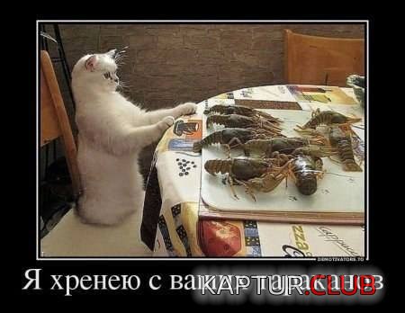 86333c3a96ad7f8fcfc9c24c67d.jpg | Рено Каптур Клуб Россия | Форум KAPTUR.SU