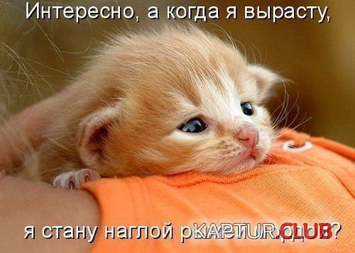 88294254_6.jpg | Рено Каптур Клуб Россия | Форум KAPTUR.SU