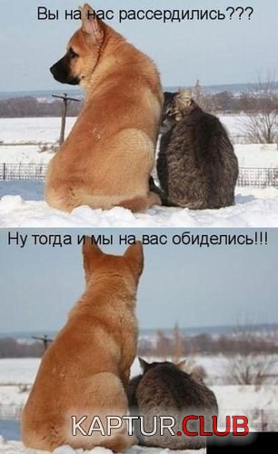 8907427915aadd619d0366d1548.jpg | Рено Каптур Клуб Россия | Форум KAPTUR.SU