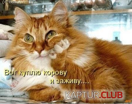 8b1559a023f42232b0fb4b0a425.jpg | Рено Каптур Клуб Россия | Форум KAPTUR.SU