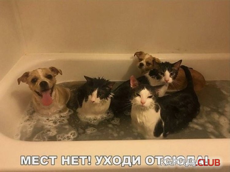 8b69f064ad8690410d1b9c79bd6.jpg | Рено Каптур Клуб Россия | Форум KAPTUR.SU