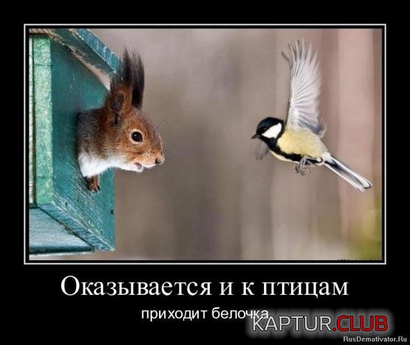 8dd71a28effb40525c81ff2521c_prev.jpg | Рено Каптур Клуб Россия | Форум KAPTUR.SU