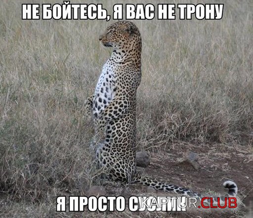 9073a5d9df2f6a022cbd1aa7b71.jpg | Рено Каптур Клуб Россия | Форум KAPTUR.SU