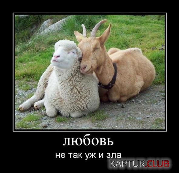 91457366b60e4a3b1eb6fbc47e6_prev.jpg | Рено Каптур Клуб Россия | Форум KAPTUR.SU