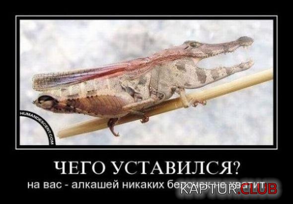 9220558cf8334471bae2a943ac5_prev.jpg | Рено Каптур Клуб Россия | Форум KAPTUR.SU